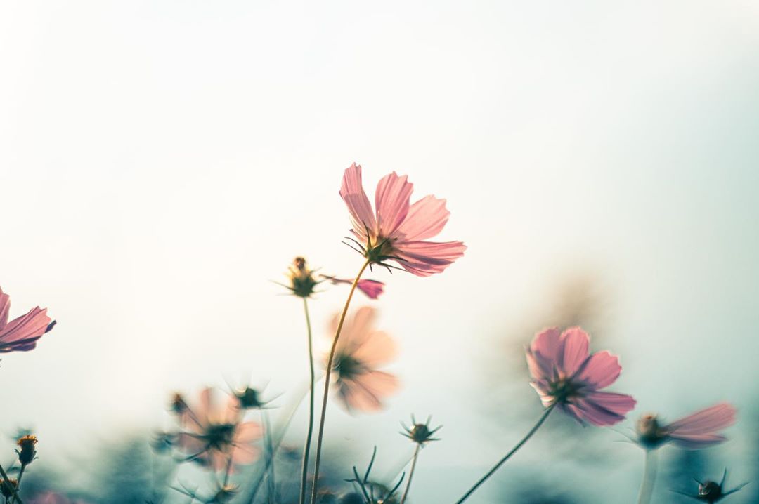 SONY α7 II / Helios 44-2 58mm F2 SONY α7 II / Helios 44-2 58mm F2