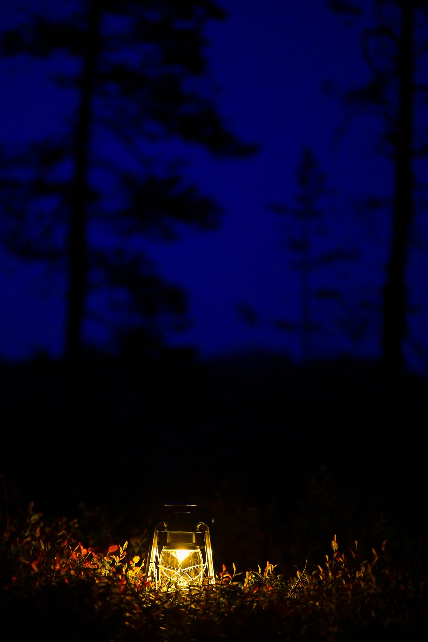 Nikon Z 7 / NIKKOR Z 70-200mm f/2.8 VR S Nikon Z 7 / NIKKOR Z 70-200mm f/2.8 VR S