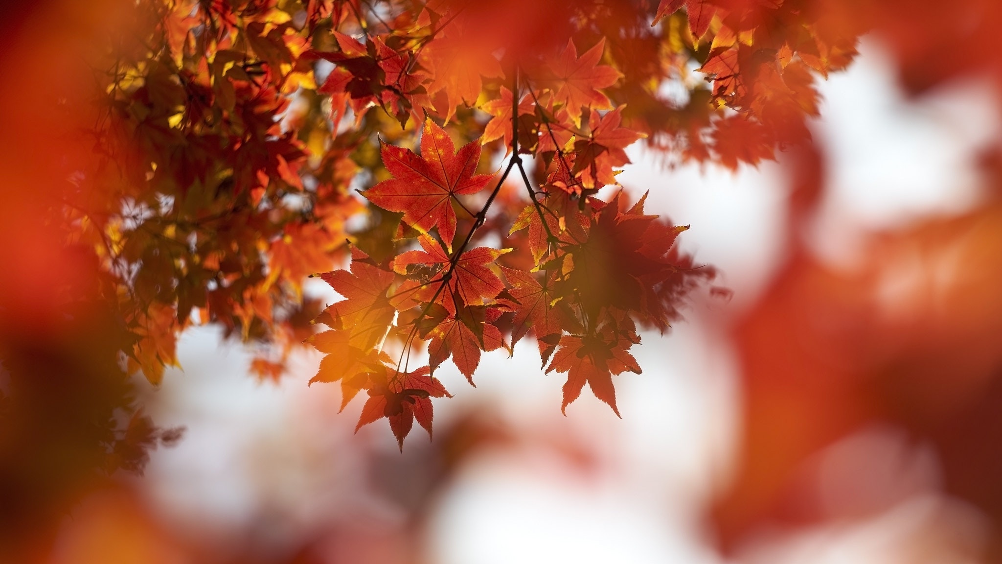 SONY α7 / Carl Zeiss Planar T* 50mm F1.4 SONY α7 / Carl Zeiss Planar T* 50mm F1.4
