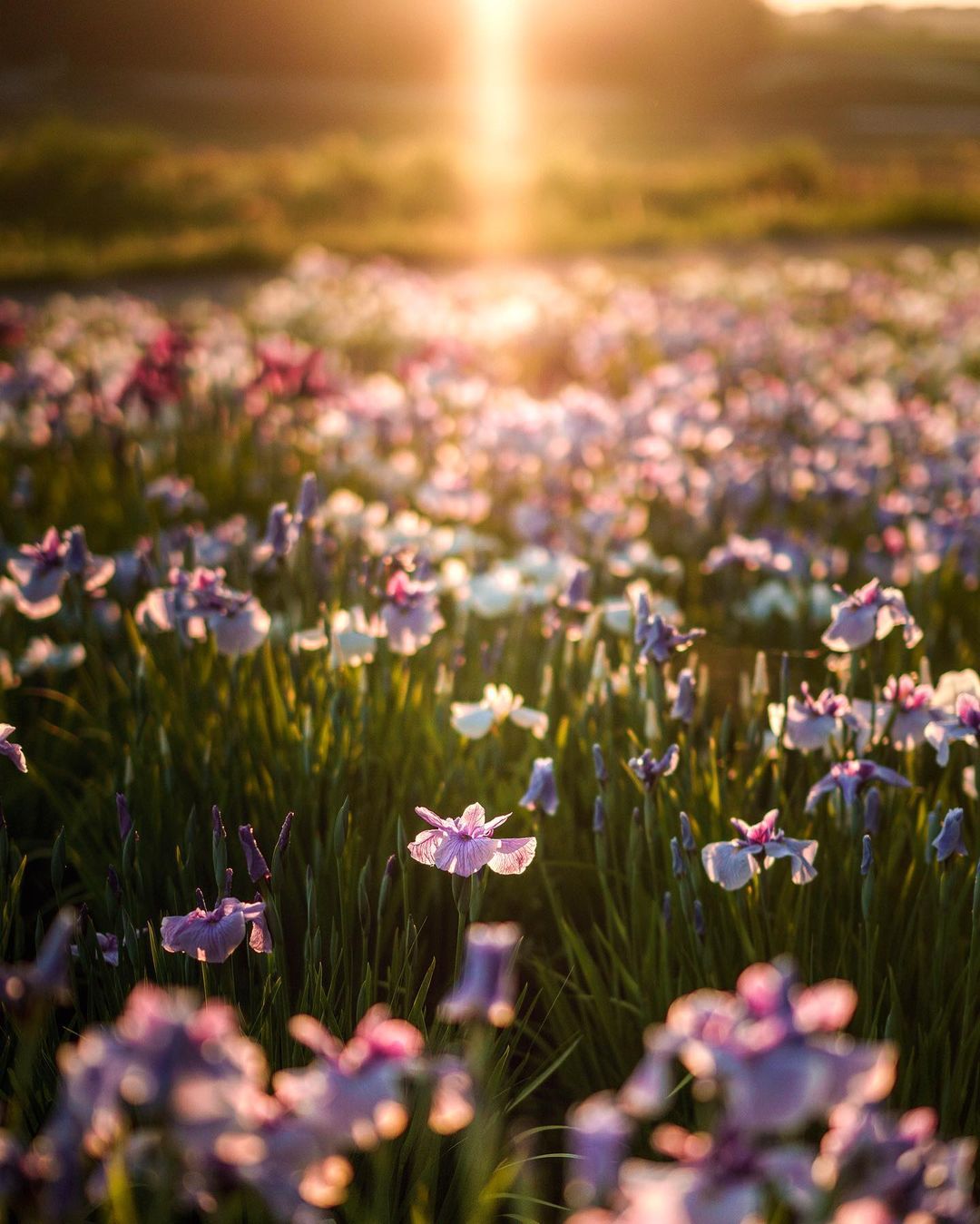 SONY α7R III / FE 85mm F1.4 GM SONY α7R III / FE 85mm F1.4 GM