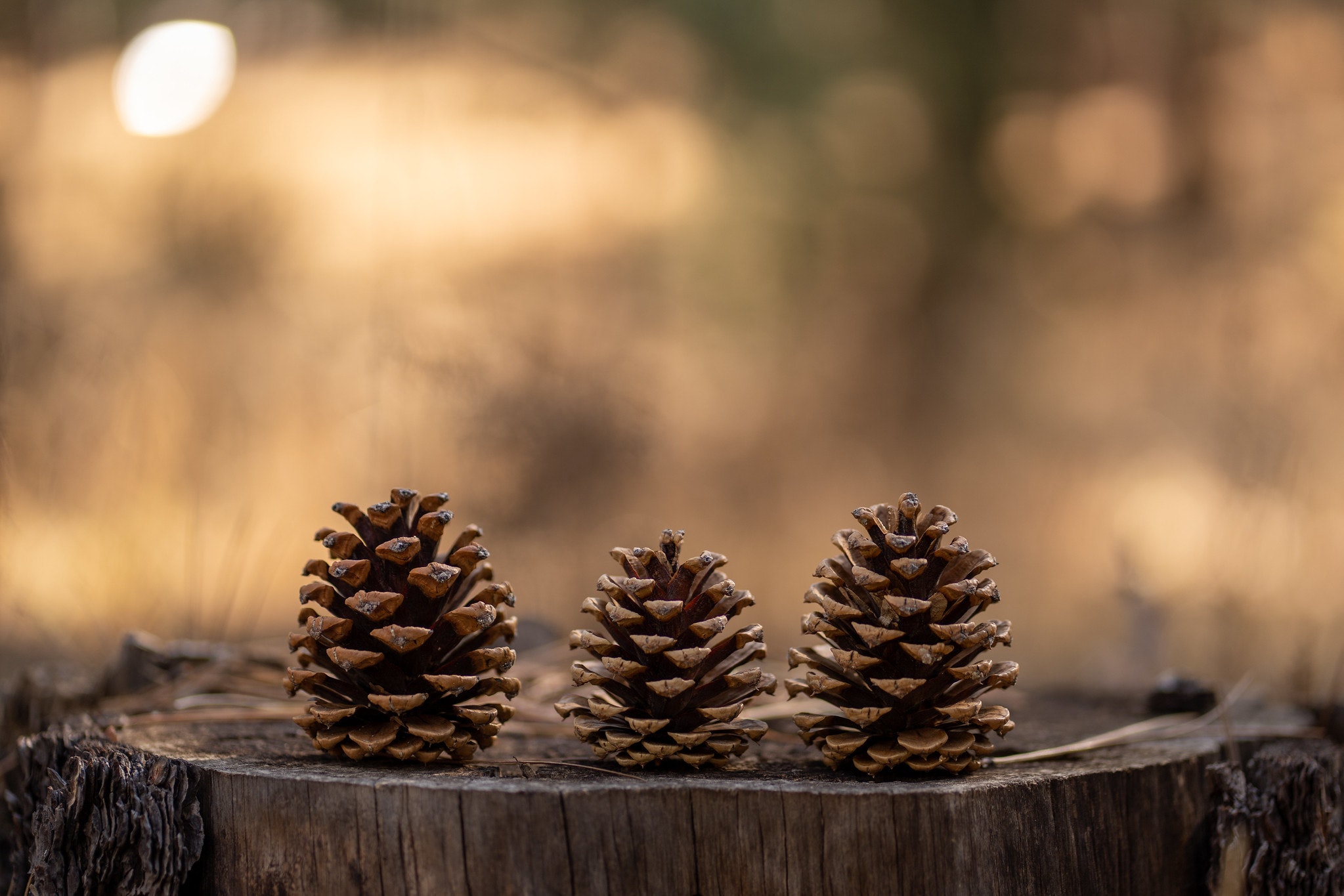 SONY α7 III / FE 85mm F1.8 SONY α7 III / FE 85mm F1.8