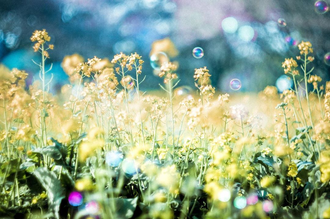 SONY α7 II / Helios 44-2 58mm F2 SONY α7 II / Helios 44-2 58mm F2
