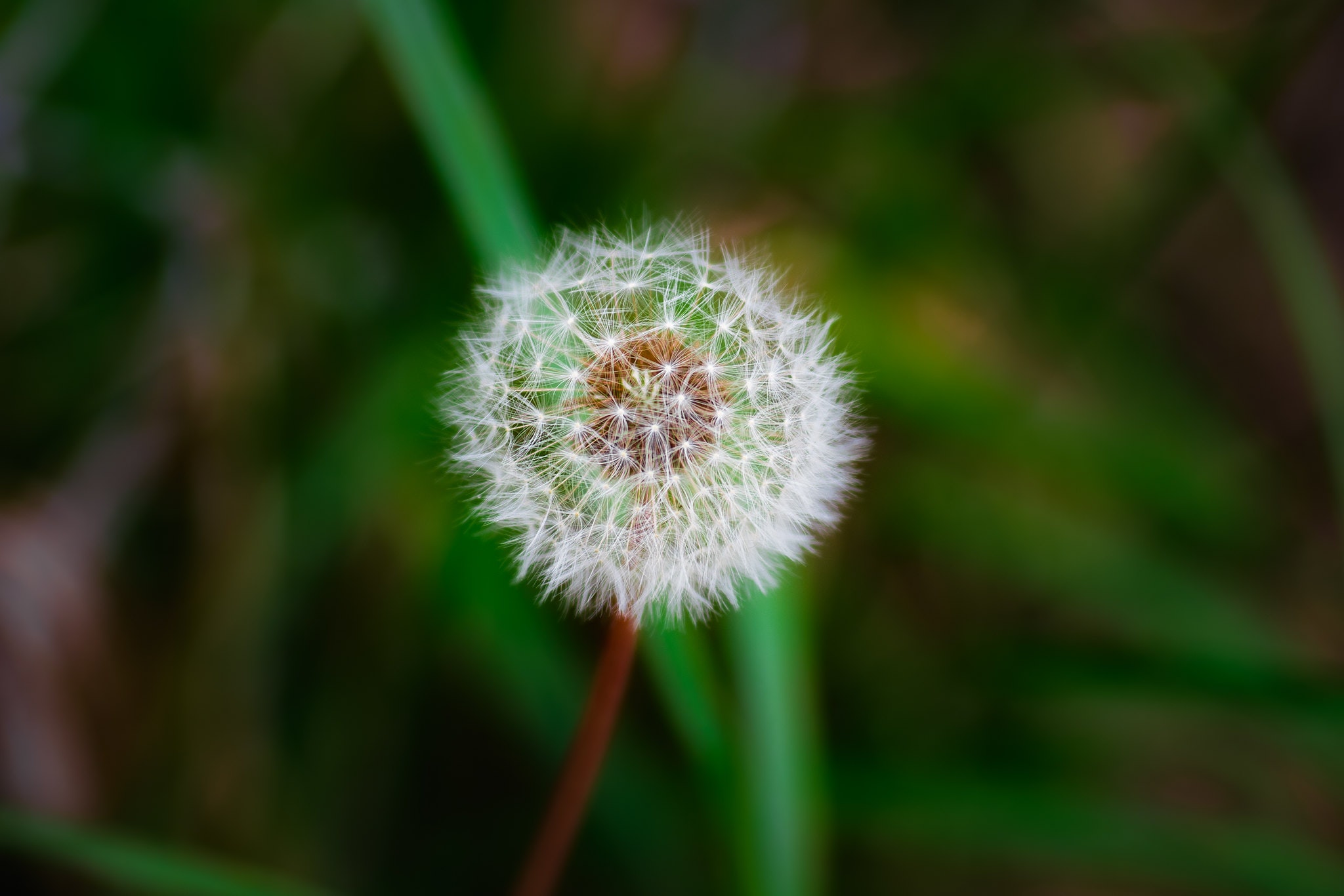 SONY α7R III / FE 85mm F1.8 SONY α7R III / FE 85mm F1.8