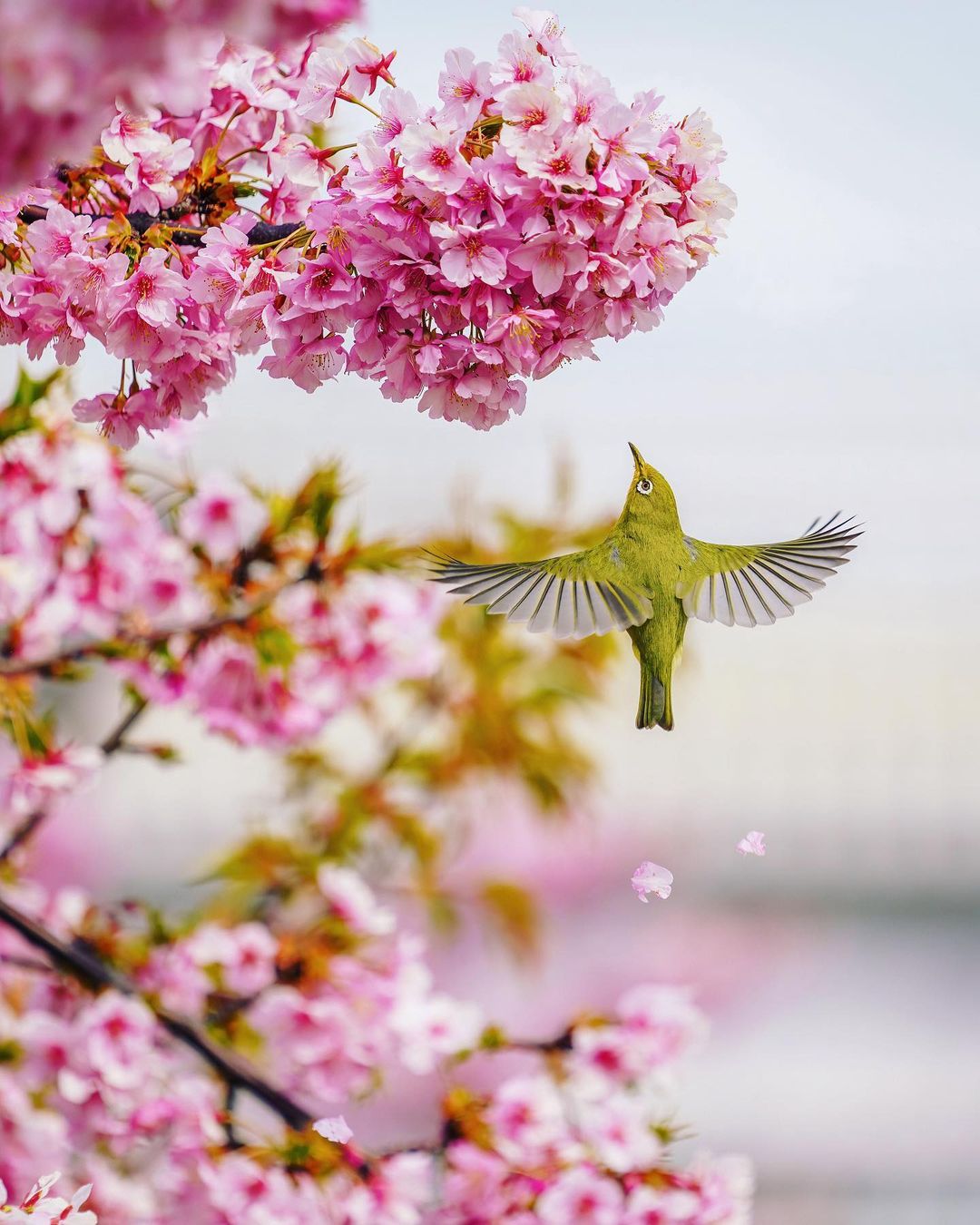 SONY α7R III / FE 70-200mm F2.8 GM OSS SONY α7R III / FE 70-200mm F2.8 GM OSS