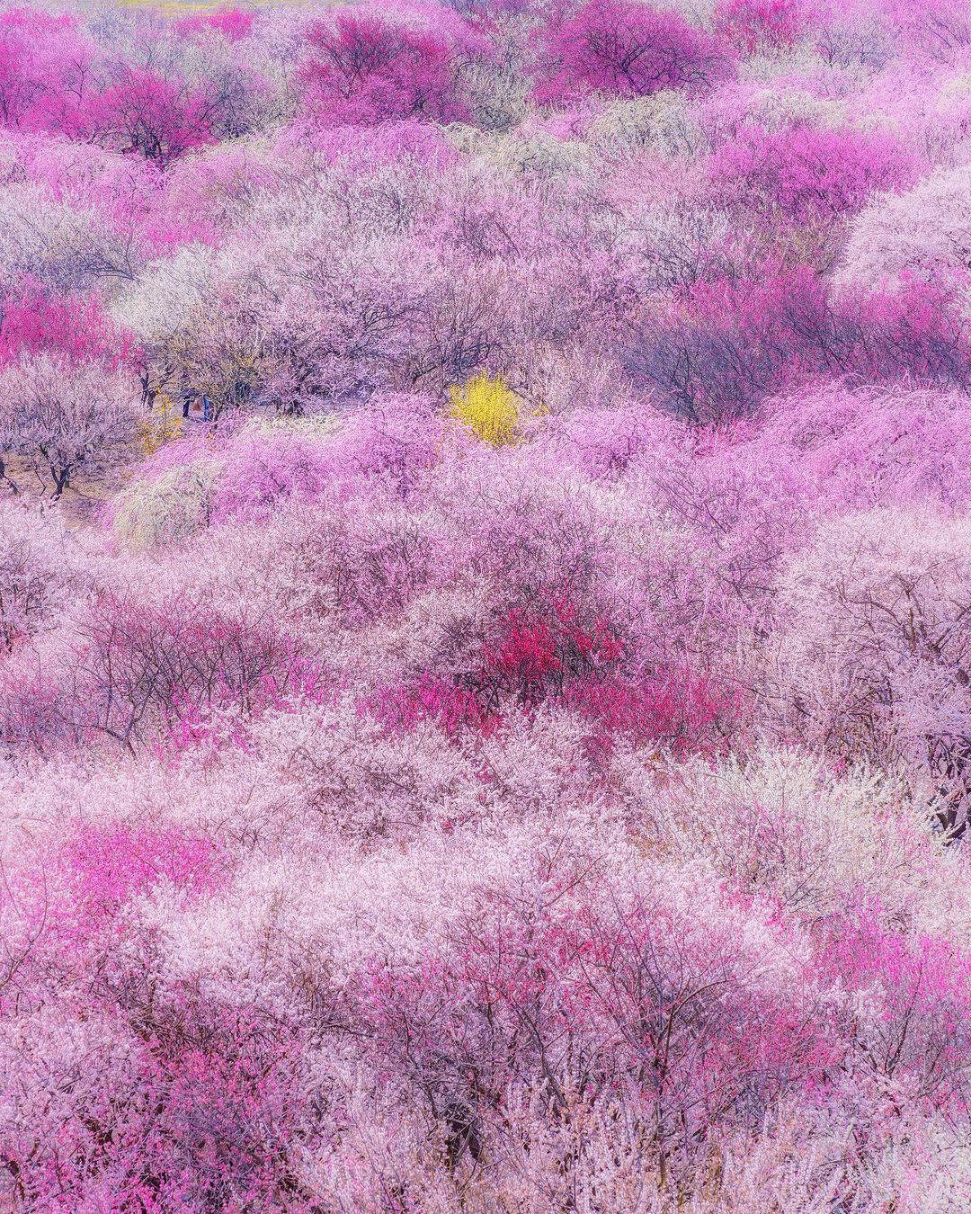 SONY α7R III / FE 70-200mm F2.8 GM OSS SONY α7R III / FE 70-200mm F2.8 GM OSS